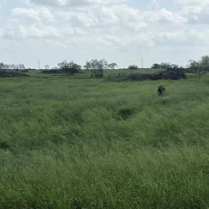 Open pasture of tall grass under a wide sky